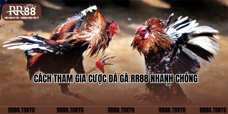 Cách truy cập và tham gia cược đá gà nhanh tại RR88